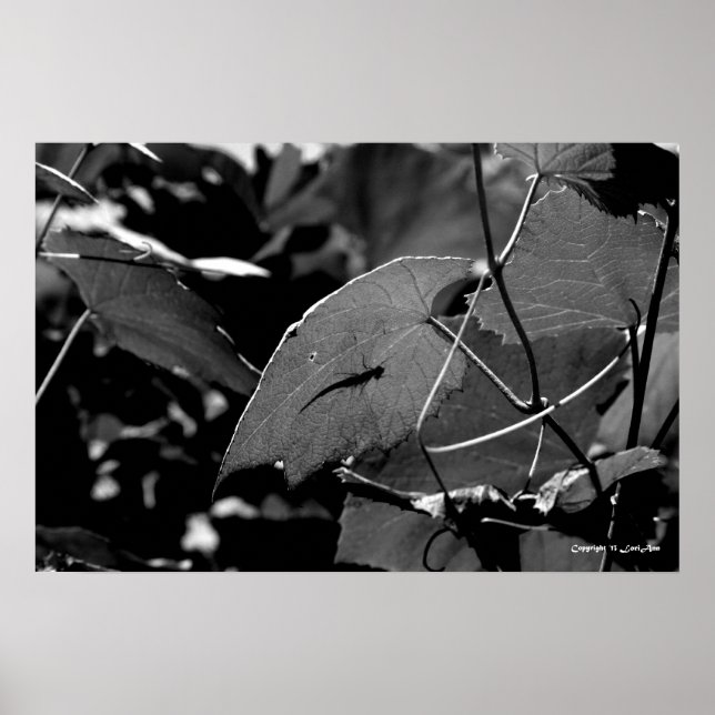 Póster Sombra de Grasshopper (Frente)