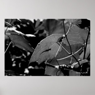 Póster Sombra de grava