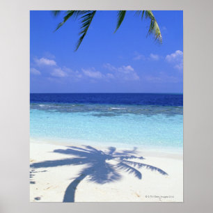 Póster Sombra del árbol de palmas