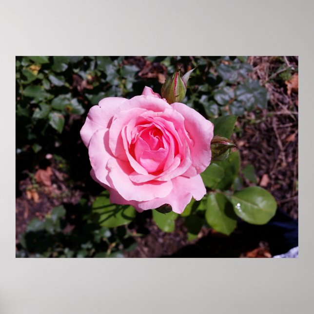 Póster Sombras de rosa (Frente)