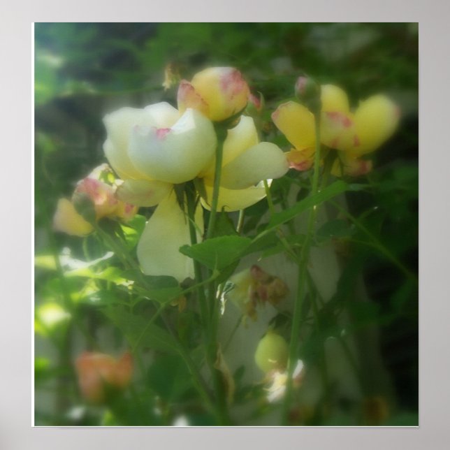 Póster Sombreado (Frente)