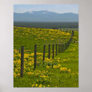 Póster Sombrillas y montañas amarillas
