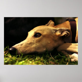 Póster Soñando diurnos