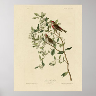 Póster Sondeo rojo menor (común), aves auduónicas de Amér