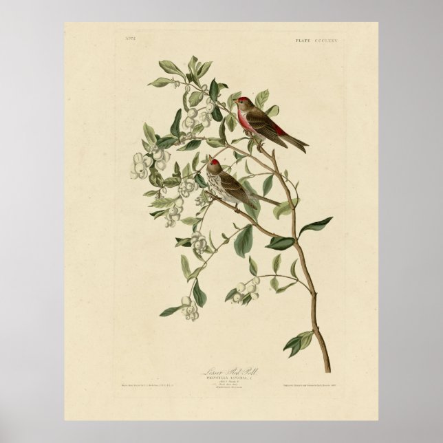 Póster Sondeo rojo menor (común), aves auduónicas de Amér (Frente)