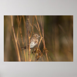Póster Song Sparrow en el prado