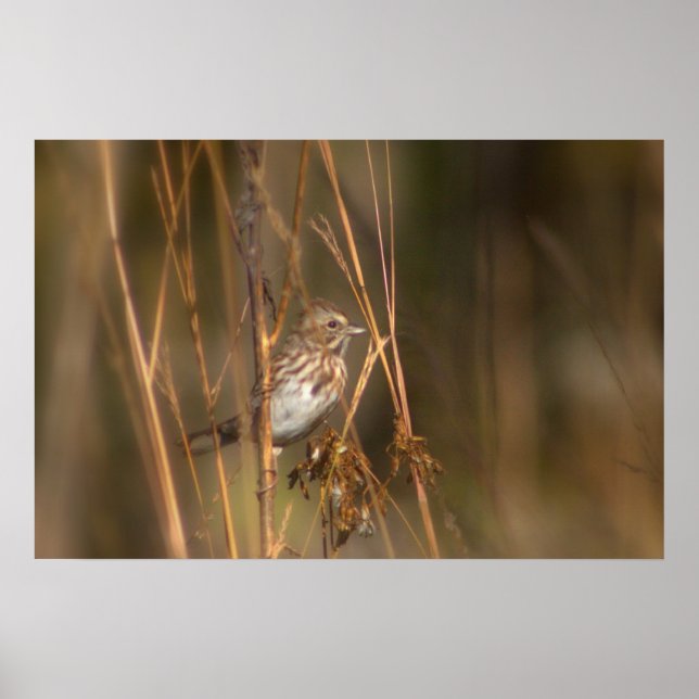 Póster Song Sparrow en el prado (Frente)
