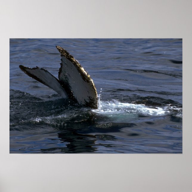 Póster Sonido de ballena jorobada (Aceite de cola) (Frente)