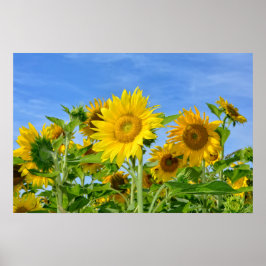 Póster Sonnenblumen