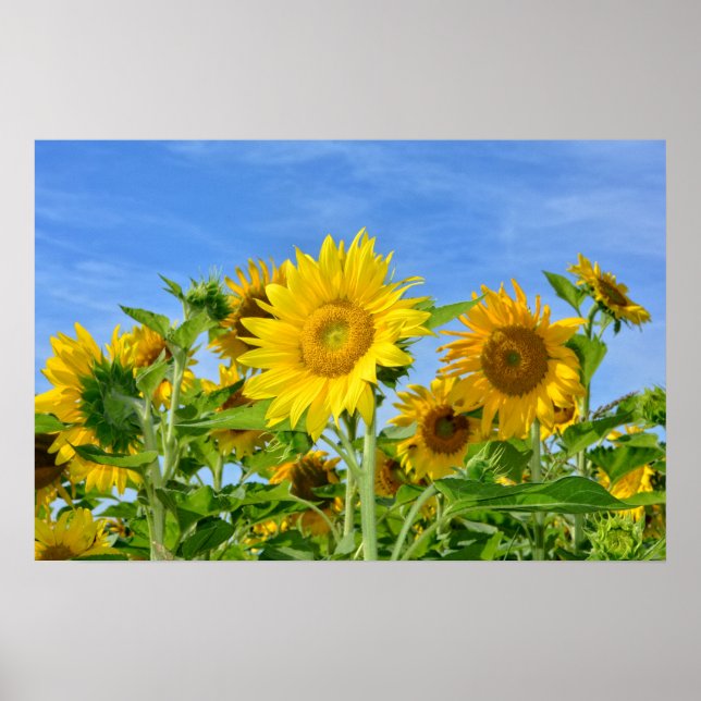 Póster Sonnenblumen (Frente)