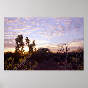 Póster Sonoran Sunset