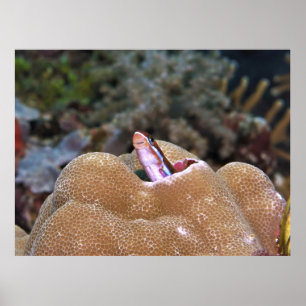 Póster Sonriente Blenny