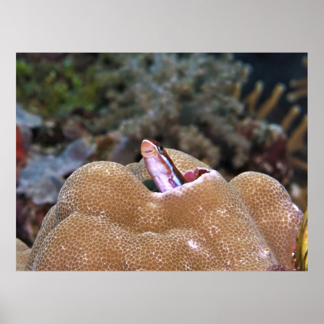 Póster Sonriente Blenny (Frente)