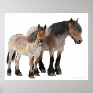 Póster Sonriente de madre y feto, caballo belga, belga