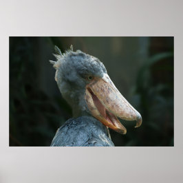 Póster Sonriente Shoebill