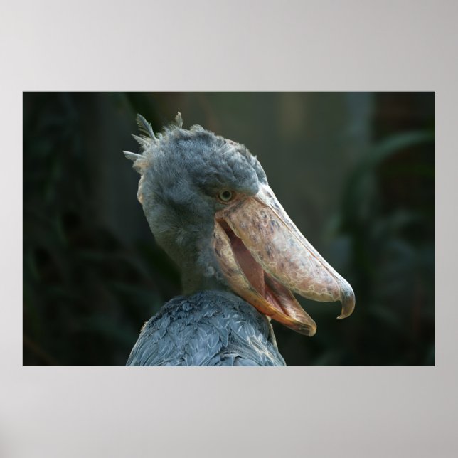 Póster Sonriente Shoebill (Frente)