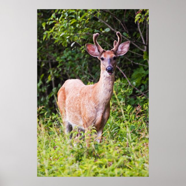 Póster Sonrisa agradable (Frente)