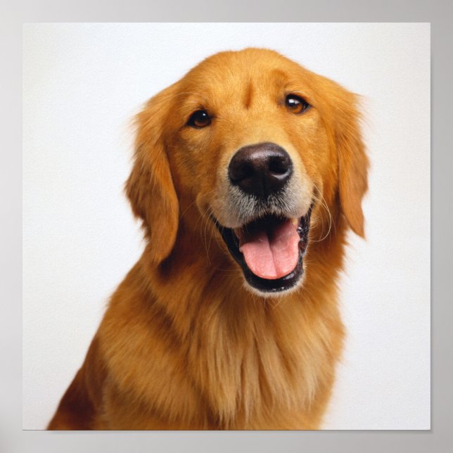 Póster Sonrisa de Golden Retriever (Frente)