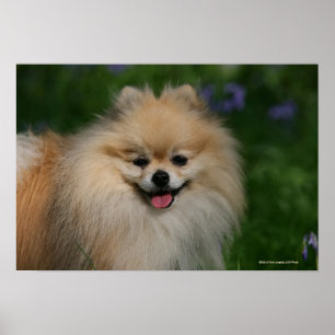 Póster Sonrisa de Pomeranian