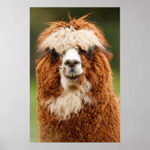 Póster Sonrisas alpacas