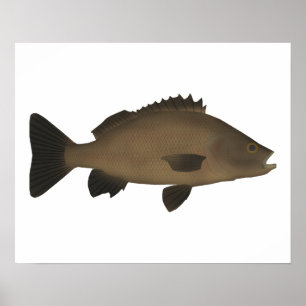 Póster Sooty Grunter
