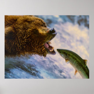 Póster Sorprendente imagen de salmón de oso pardo