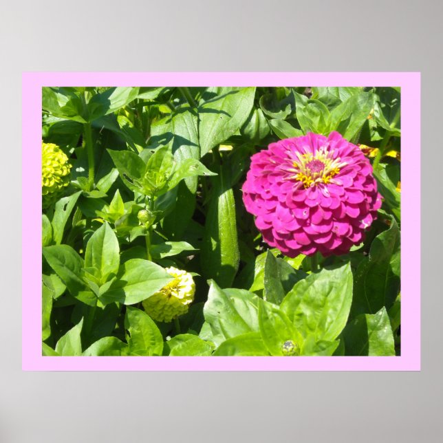 Póster Sorprendente zinnia rosa (Frente)