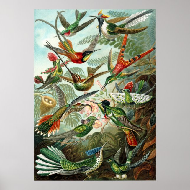 Póster Sorprendentes colibríes Imagen de Ernst Haeckel (Frente)