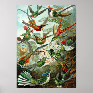 Póster Sorprendentes colibríes Imagen de Ernst Haeckel