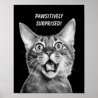 ¡SORPRENDIDO DE MANERA ABSOLUTA! Crazy Cat diverti