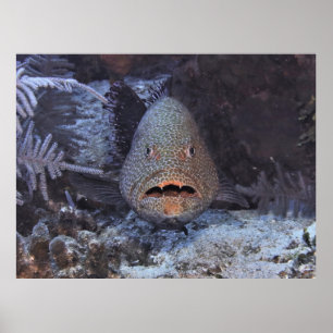 Póster Sorprendido Grouper