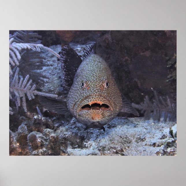 Póster Sorprendido Grouper (Frente)
