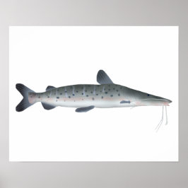 Póster Sorubim manchado