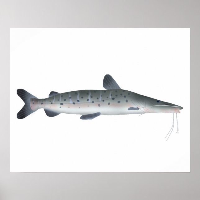 Póster Sorubim manchado (Frente)