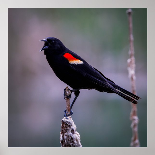 Póster Sound Off (Frente)