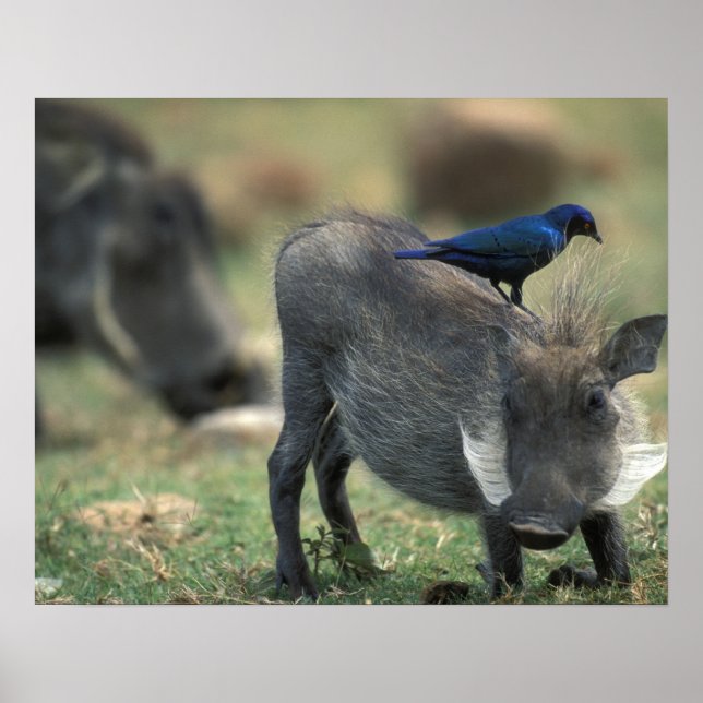 Póster South Africa, Pilanesburg GR, Warthog (Frente)
