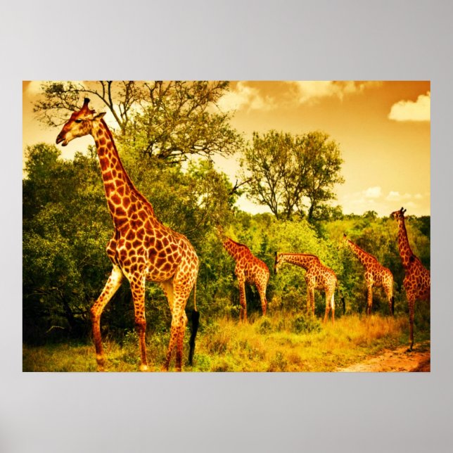 Póster South African giraffes (Frente)