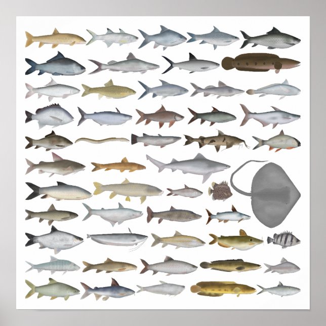 Póster South Asia Freshwater Fish Group (Frente)