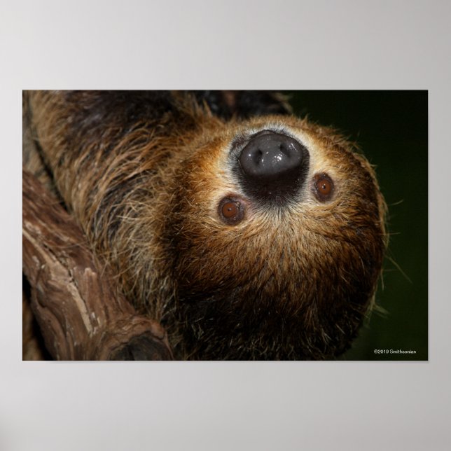 Póster Southern Two-Toed Sloth (Frente)