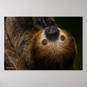 Póster Southern Two-Toed Sloth