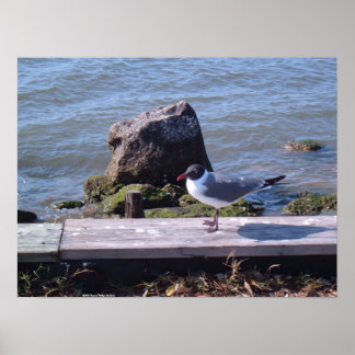 Póster Southport, Carolina del Norte - Seagull