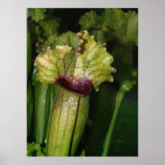 Póster ¡Soy carnívoro!