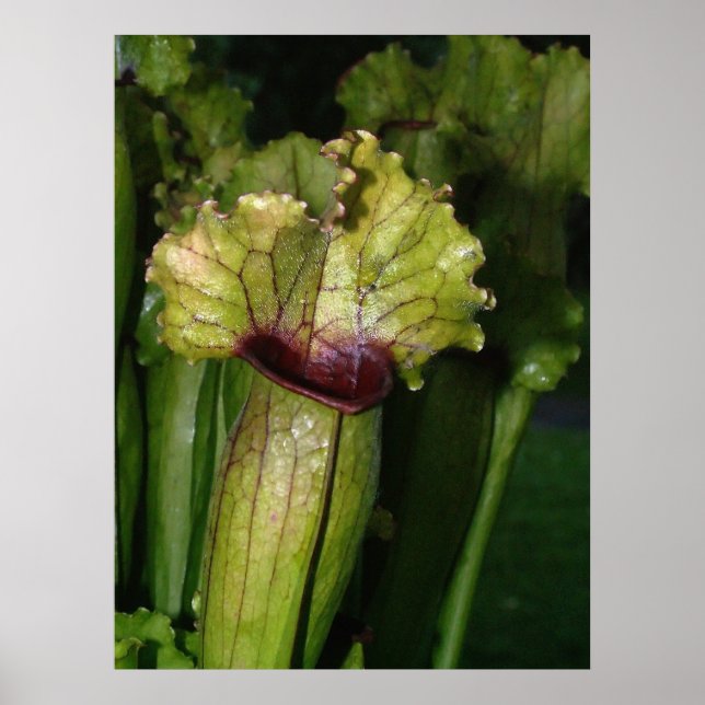 Póster ¡Soy carnívoro! (Frente)