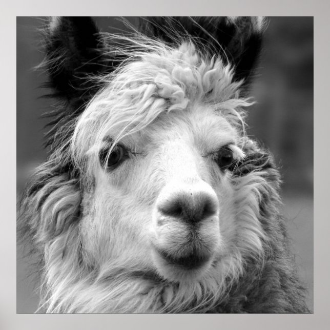 Póster Soy hermosa (Frente)