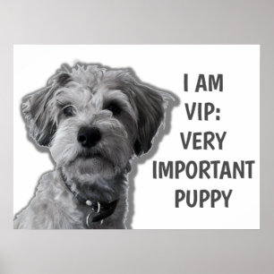 Póster Soy un VIP: Muy Importante Cachorro, lindo perro