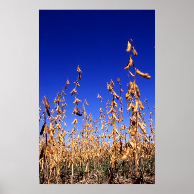 Póster Soybeans (Frente)