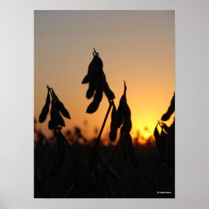 Póster Soybeans al atardecer