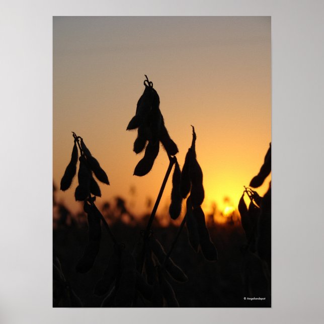 Póster Soybeans al atardecer (Frente)