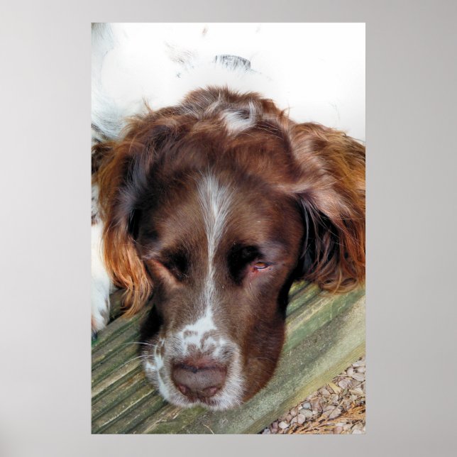 PÓSTER SPANIEL DE PRIMAVERA INGLESA (Frente)