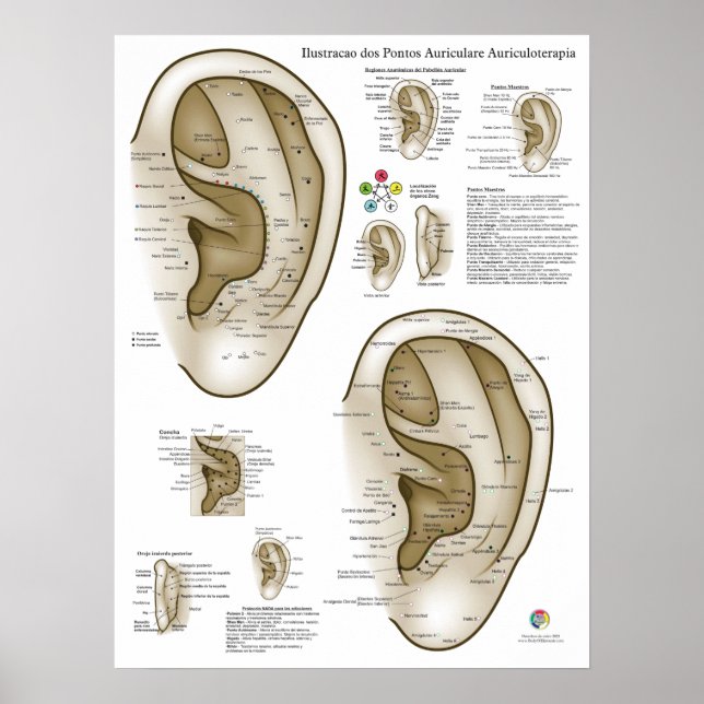 Póster Spanish Ear Acupuncture Chart (Frente)